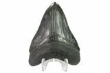 Serrated, Fossil Megalodon Tooth - South Carolina #135450-1